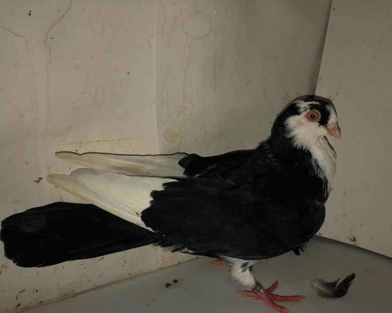 8485  mascul  2020 - Plecați ALBUM 3