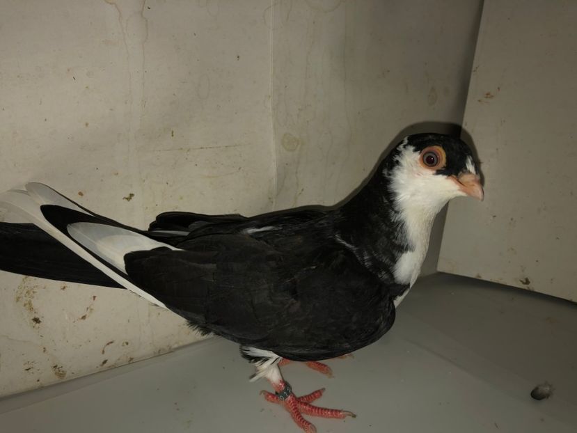 23003  femelă  2020 - Plecați ALBUM 3