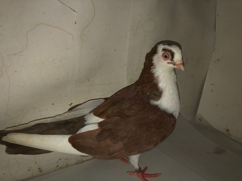 8674  mascul  2020 - Plecați ALBUM 3