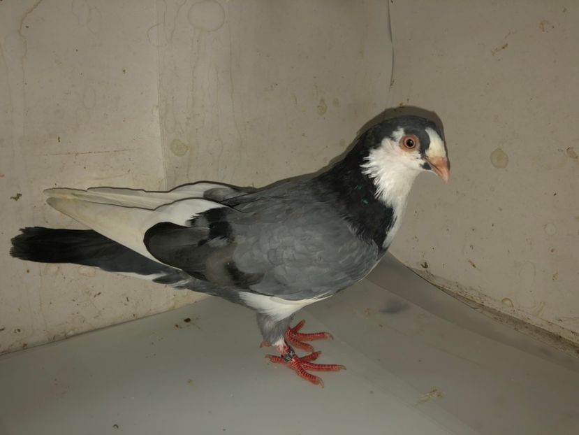 8680  mascul  2020 - Plecați ALBUM 3