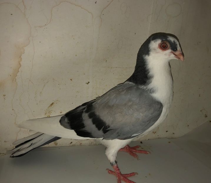 23001  mascul  2020 - Plecați ALBUM 3