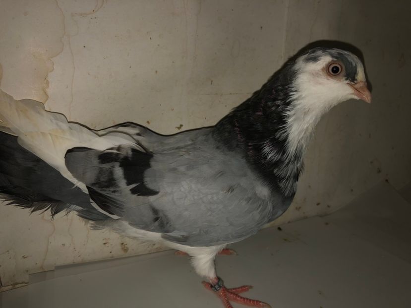 8657  femelă  2020 - Plecați ALBUM 3