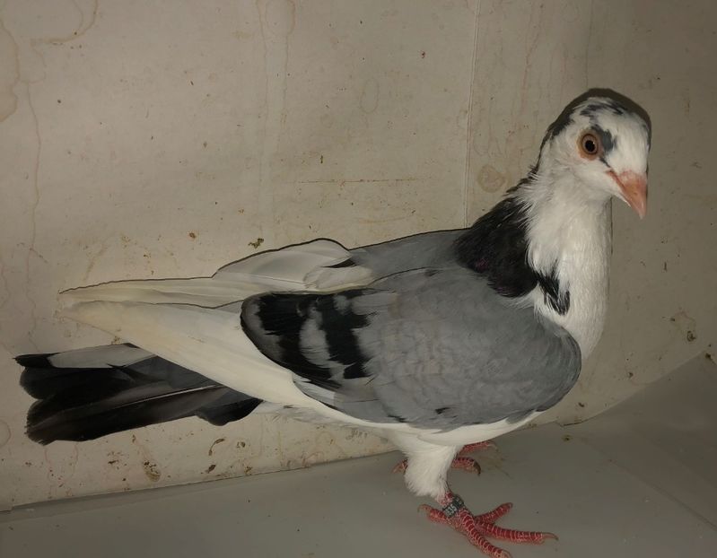 8635  mascul  2020 - Plecați ALBUM 3