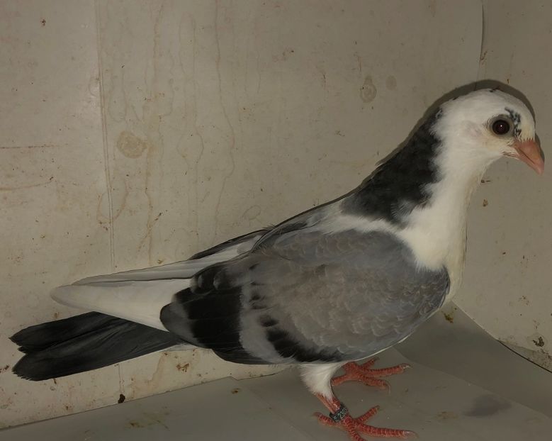 23034  femelă  2020 - Plecați ALBUM 3