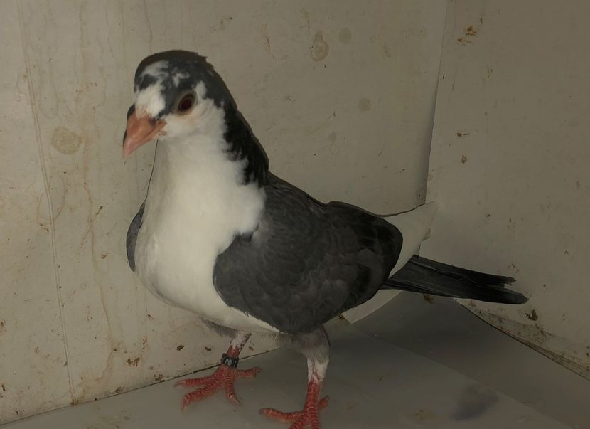 23033  mascul  2020 - Plecați ALBUM 3