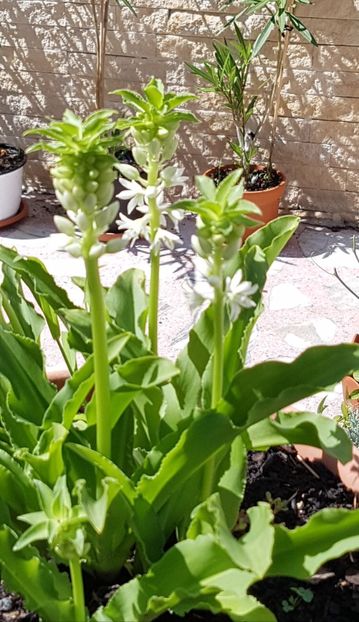 Eucomis in ghiveci - August 2020