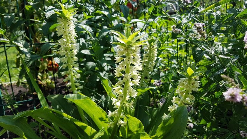 Eucomis in gradina - August 2020