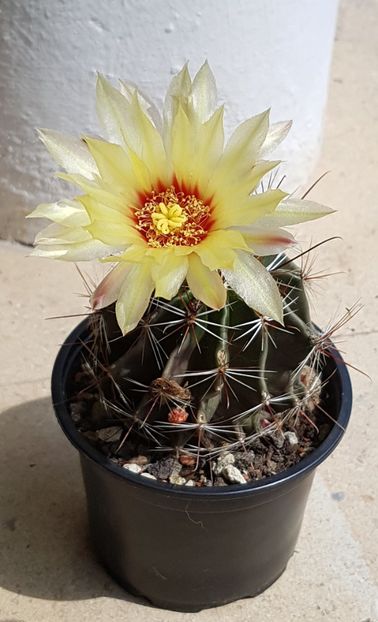 O noua floare - Ferocactus