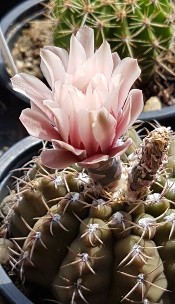 Gymno quehlianum - Gymnocalycium