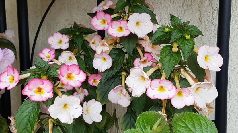Ivory Blush - Achimenes 2020