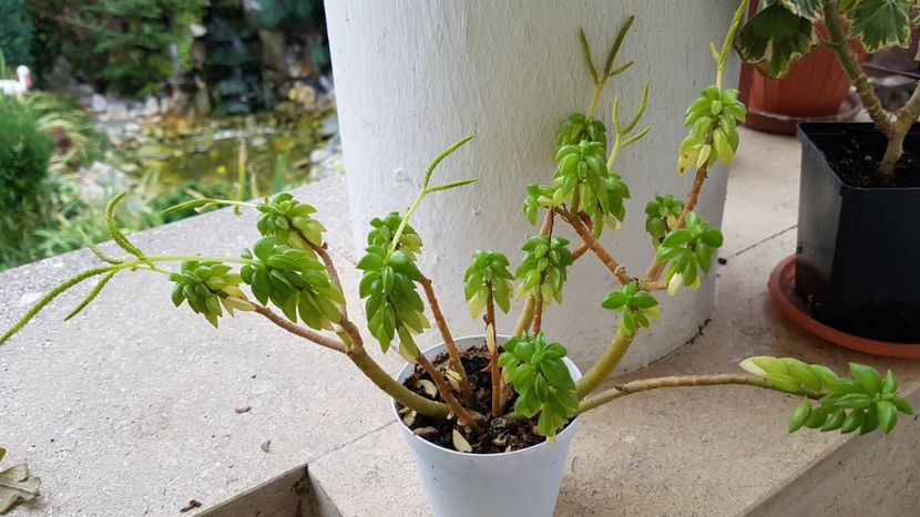 Peperomia asperula a inflorit - Peperomia