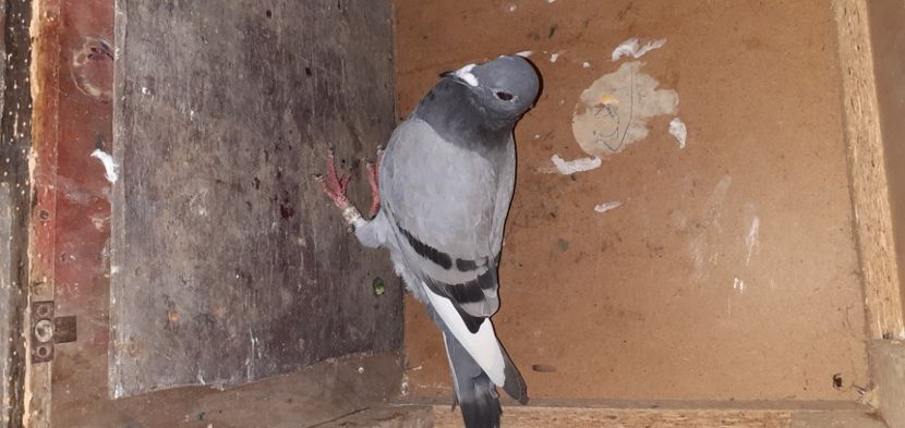  - PORUMBEI VANDUTI 2