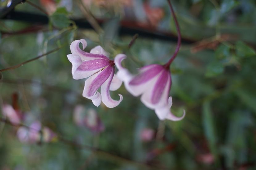  - August 2019- August 2020