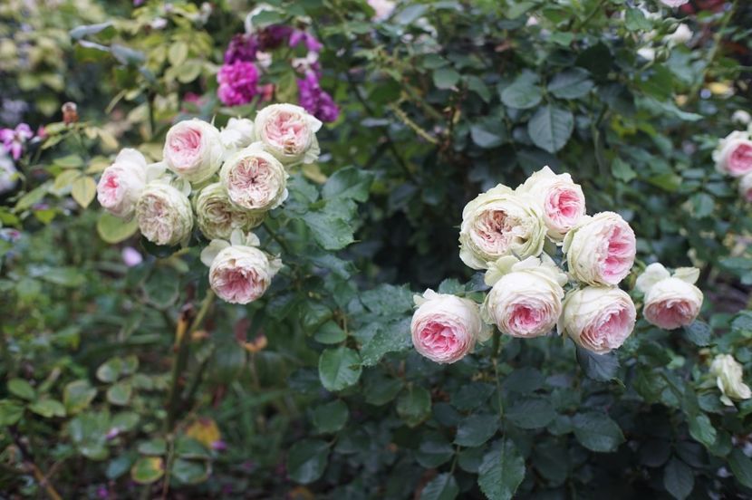  - August 2019- August 2020