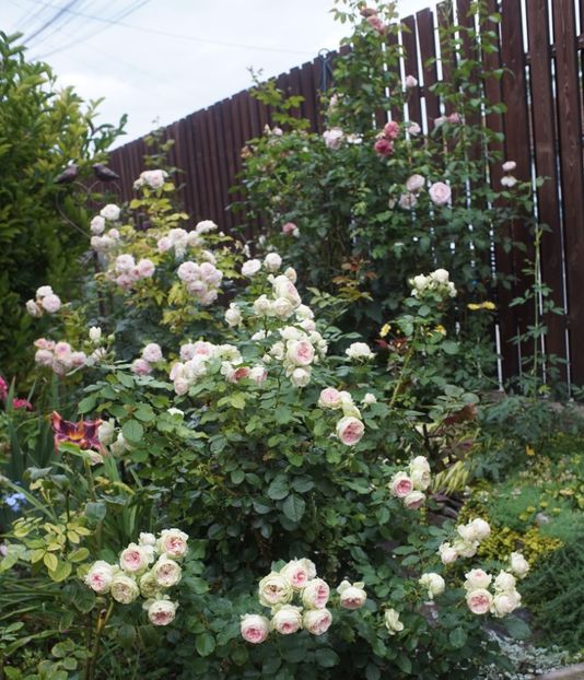  - August 2019- August 2020