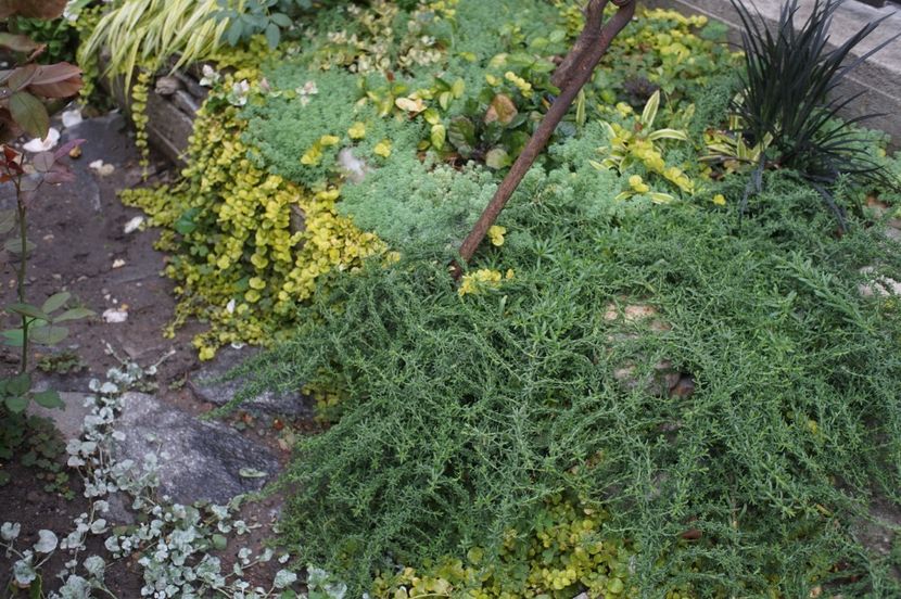  - August 2019- August 2020