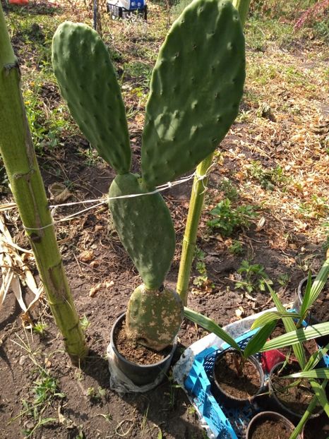 Cactus fructifer 40 lei - Disponibil