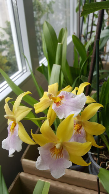 miltonia sunset - Orhidee_4_simpodiale cu pseudobulbi