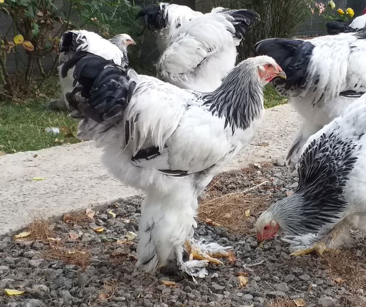  - VIITOR SPERANTE 2021