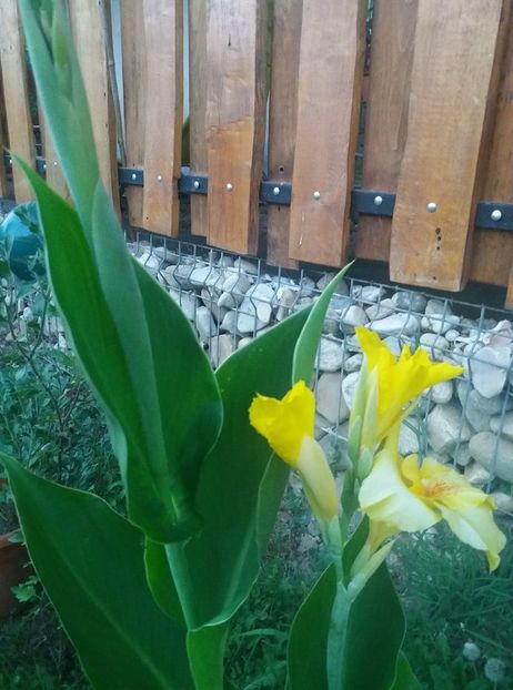  - gradina 2020