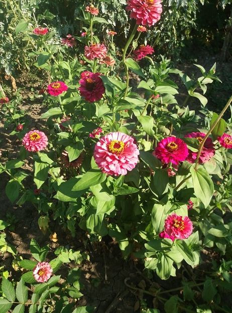  - flori de gradina 2020