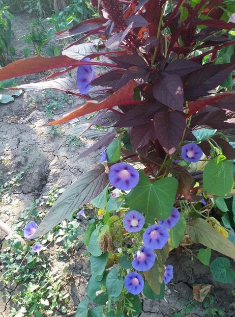  - flori de gradina 2020