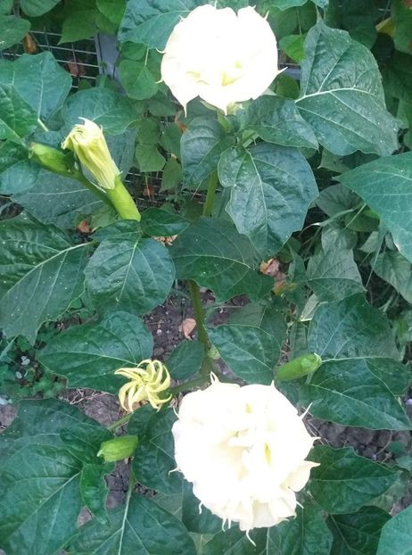  - Brugmasia si datura