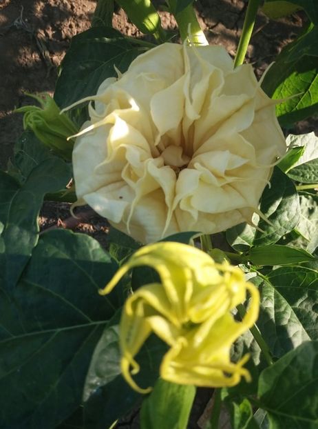  - Brugmasia si datura