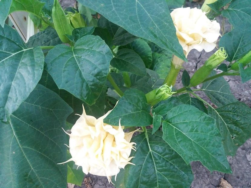  - Brugmasia si datura
