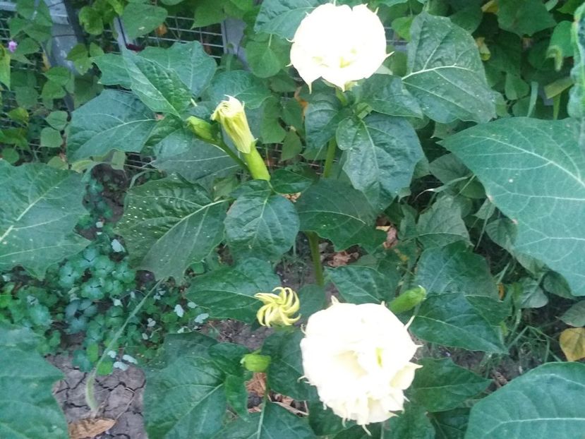  - Brugmasia si datura
