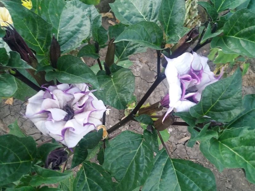  - Brugmasia si datura