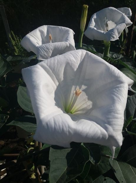  - Brugmasia si datura