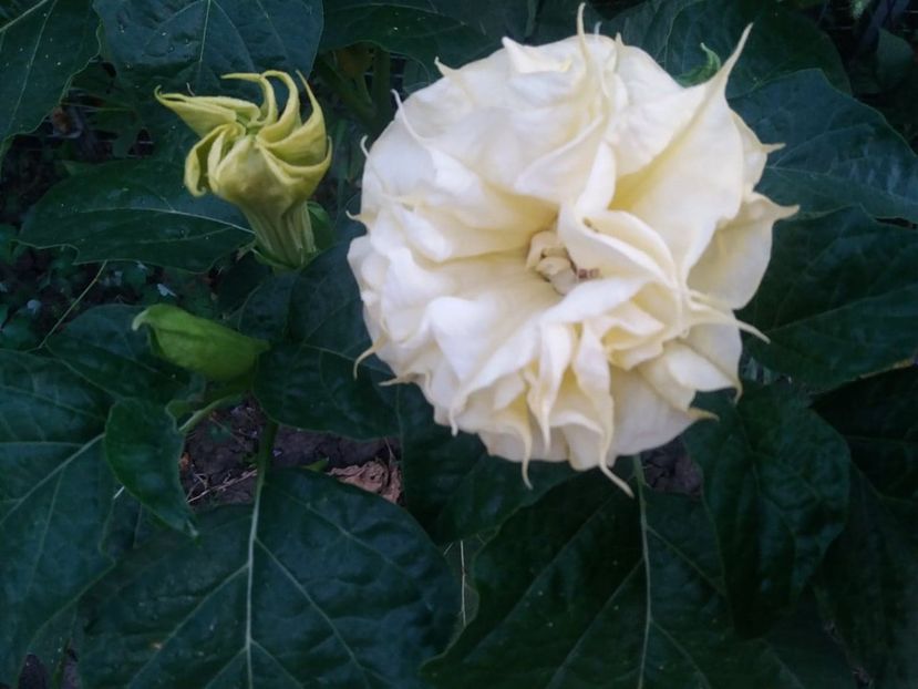  - Brugmasia si datura