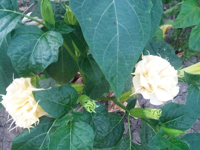  - Brugmasia si datura