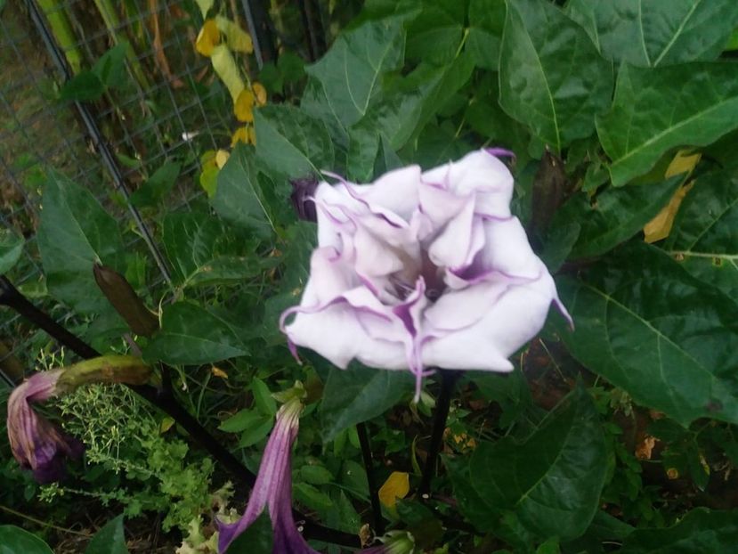  - Brugmasia si datura