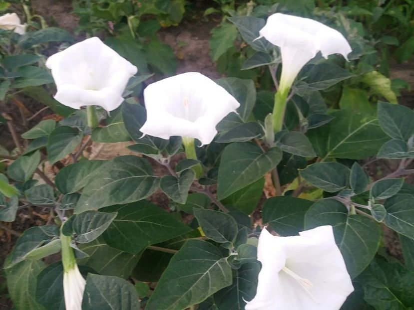  - Brugmasia si datura