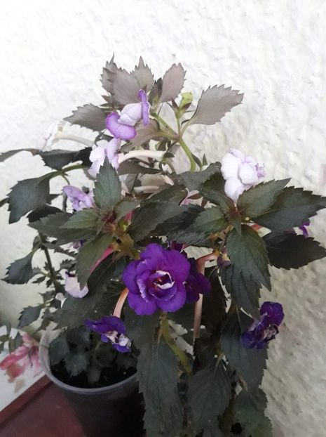 Abyss si Oxygen - 01 2020 - Perechi