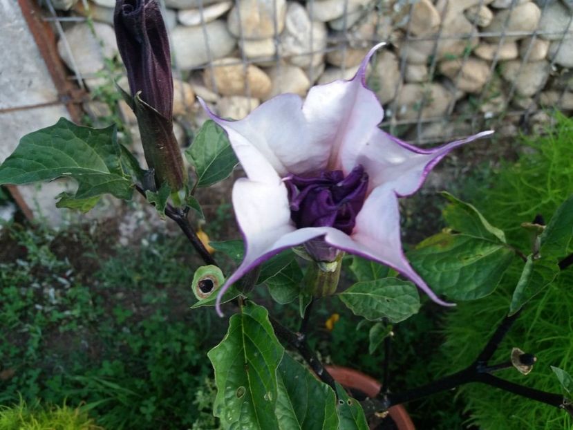  - Brugmasia si datura