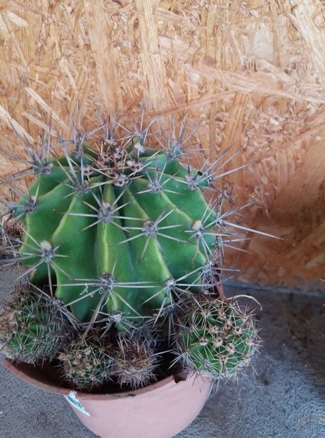  - cactusi