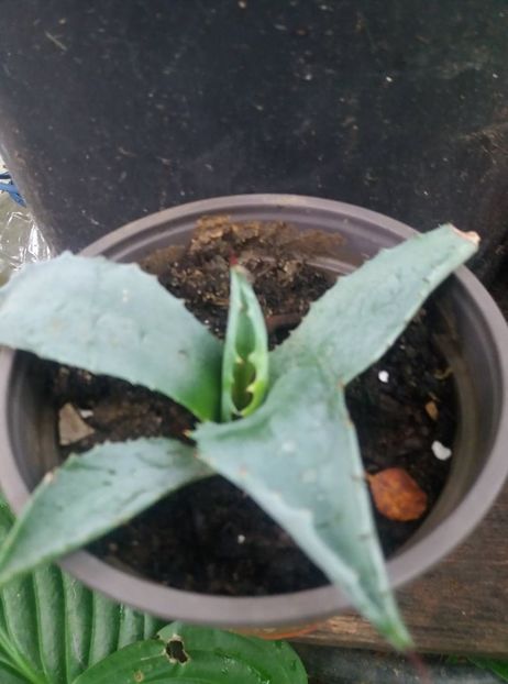  - cactusi
