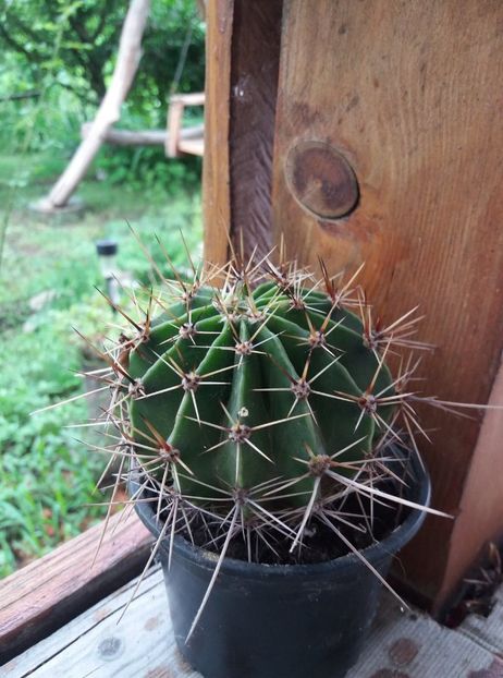  - cactusi