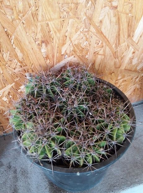  - cactusi