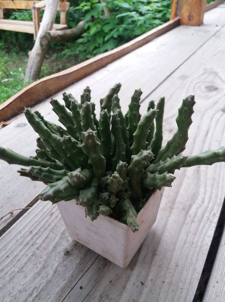  - cactusi