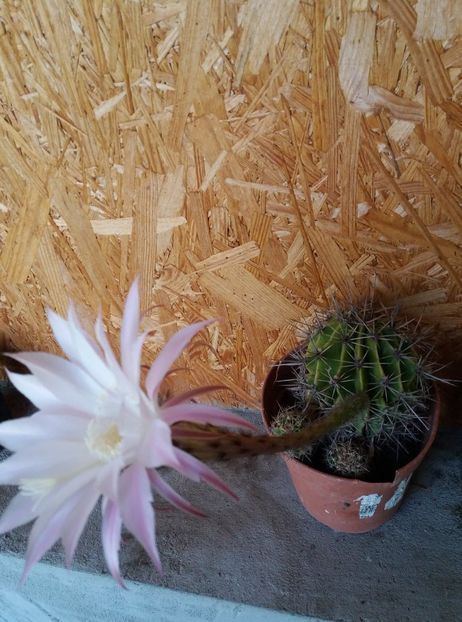  - cactusi