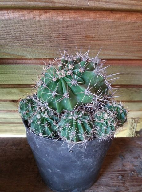  - cactusi
