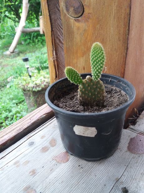  - cactusi