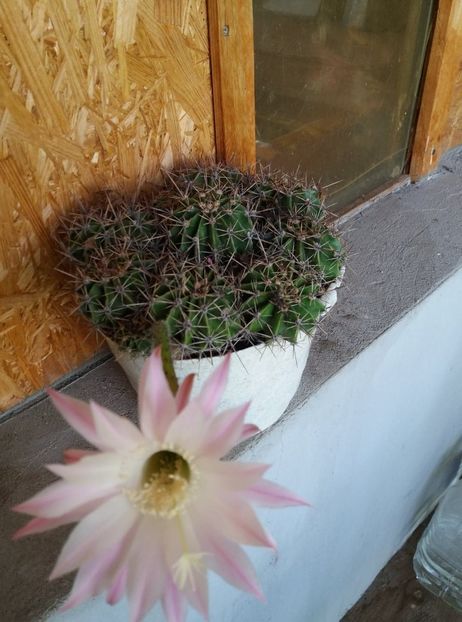  - cactusi