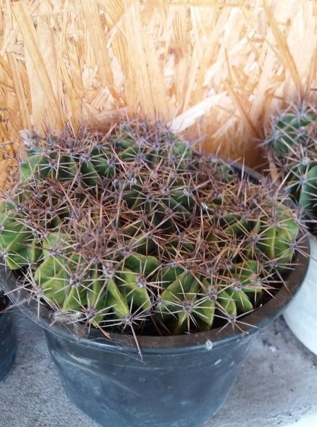  - cactusi