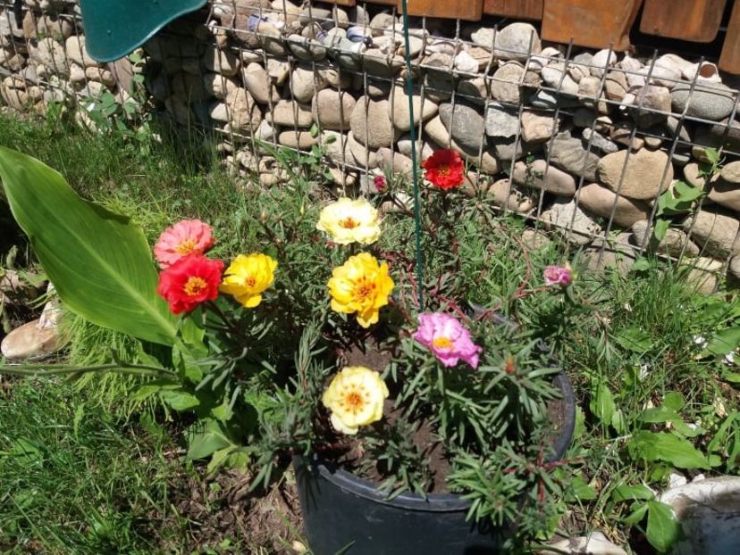  - gradina 2020