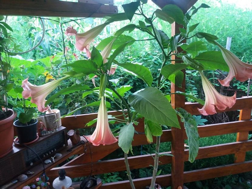  - Brugmasia si datura